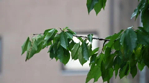 Storm flash in the city Stock Footage 138166827