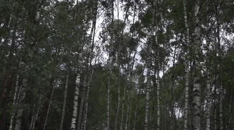 Storm in the forest Video stock 40581351