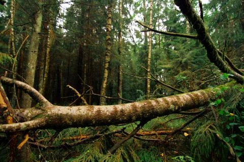 Storm in the forest Foto stock