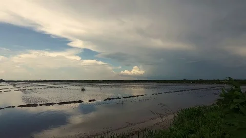 Storm forming over rice fields Stock Footage 92375518