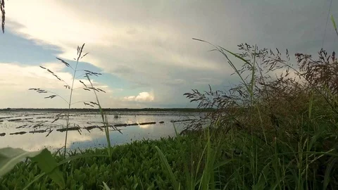 Storm forming over rice fields Stock Footage 92376038