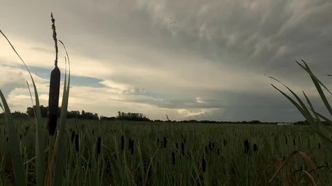 Storm forming over rice fields Stock Footage 92376258