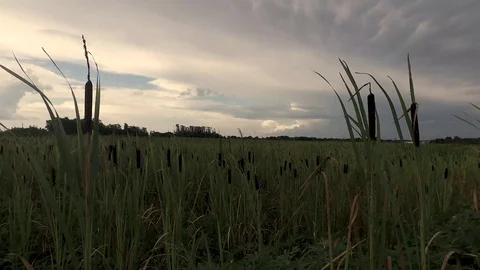 Storm forming over rice fields Stock Footage 92377471