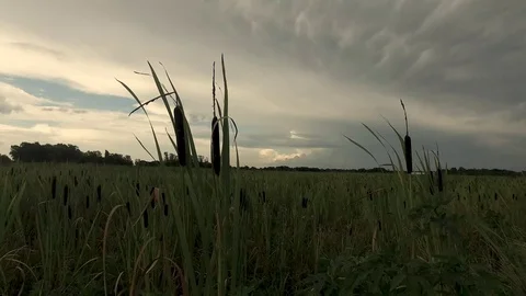 Storm forming over rice fields Stock Footage 92377605