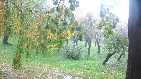 A storm in a garden 動画素材 57695505