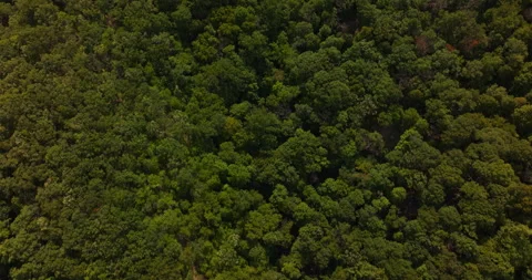 Storm King Mountain tree tilt up in New York Stock Footage 346463552