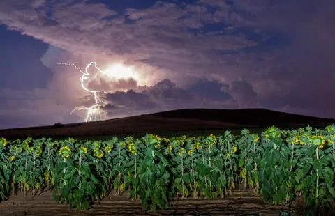 Storm with lightning and dark clouds over a field of sunflowers. Stock Photos