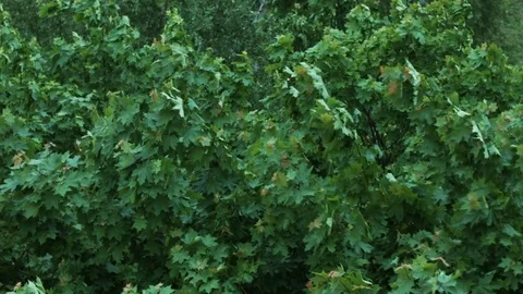 Storm. Maple. Wind. Stockbeeldmateriaal 76087124