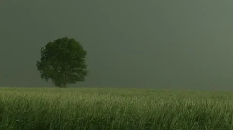 Storm - Monocell - Heavy rain and wind gusts - Cereal fields - Day Stock Footage 10964606
