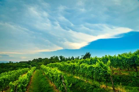 Storm over the vineyard Stock Photos
