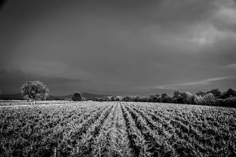 Storm over the vineyard Stock Photos