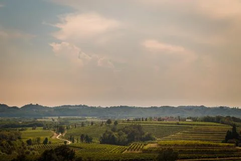 Storm over the vineyard Stock Photos