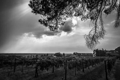 Storm over the vineyard Stock Photos