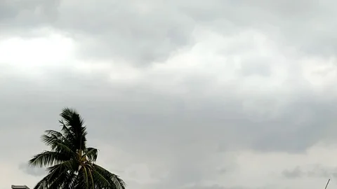 Storm &amp; Palm Tree Stock Footage 109172958