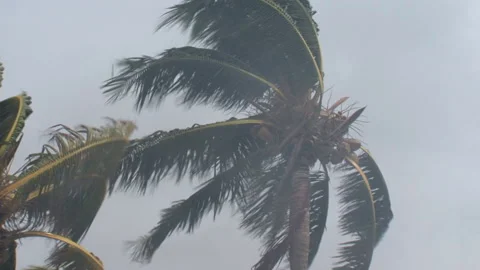 Storm-palm-tree-in-heavy-wind-no-sound Stock Footage 145940492