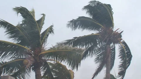 Storm-palm-trees-blowing-in-wind-no-sound Video stock 145940507