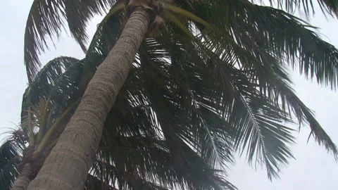Storm-palm-trees-close-up-ground-level-no-sound Stock Footage 145940506