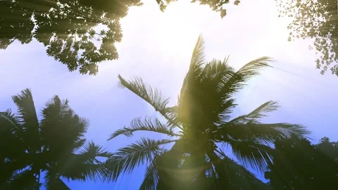 Storm Palms Under Clear 2 Day Sky 库存影片 153460132