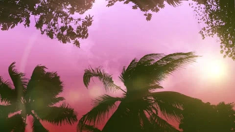 Storm Palms Under Clear 3 Sunset Sky Vidéo 153325872