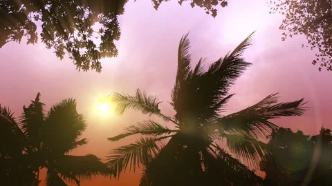 Storm Palms Under Clear Dawn Sky Video stock 153101167