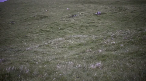 Storm petrels flying at night on Mykines Stock Footage 56082453
