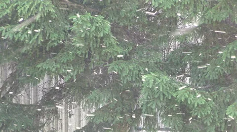 Storm of pollen blowing from the trees in the spring allergy season Stock Footage 51301324