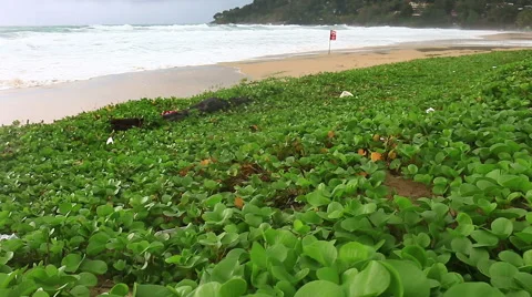 Storm rain on the beach Stock-Footage 64093864