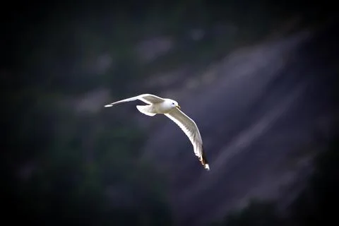 Storm sear in flight Stock Photos
