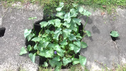 The storm sewer system is outdated and collapsing Stock Footage 316782348