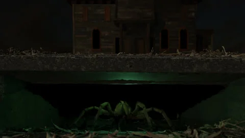 Storm Sewer Tarantula Stock Footage 250367653