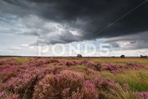 Storm sky over flowering heather Stock Photos