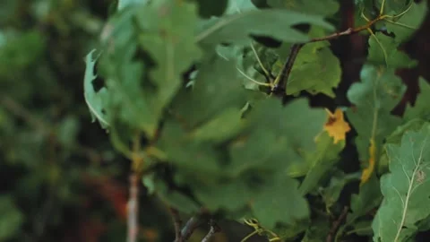 The storm tears the tree branches with leaves. Stock Footage 253024000