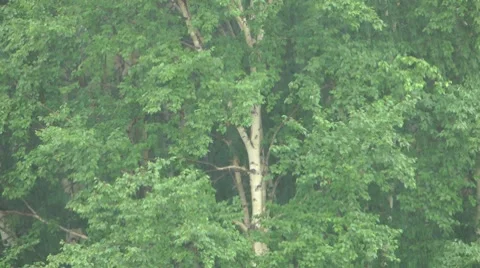The storm to these trees is not terrible Видео 8559235