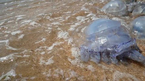 Storm throws jellyfish ashore Stock Footage 115335054