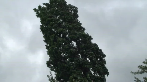 Storm tree Stock Footage 695850