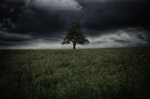 Storm tree Stock Photos