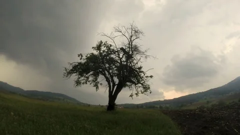 Storm tree timelapse Video stock 81695180
