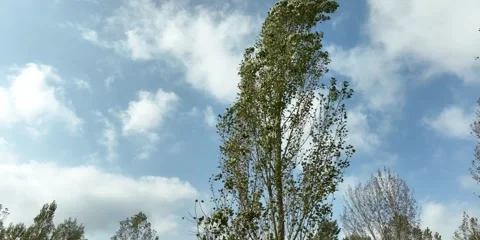 Storm in the trees Stock Footage 255121508