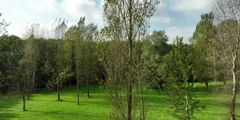 Storm in the trees Stock Footage 255121714