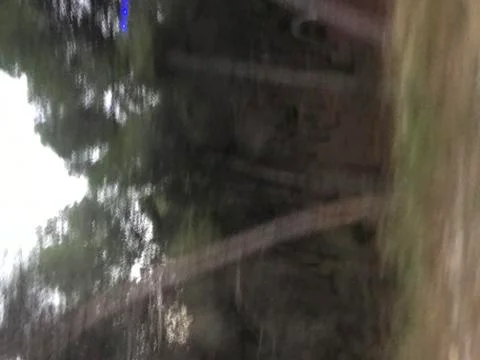 Storm in trees Stock Photos