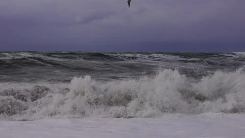 Storm, waves at sea, seagulls Stock Footage 151052803