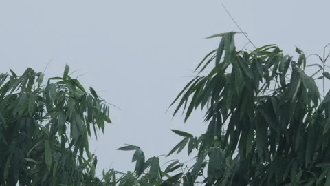 Storm wind and rain over bamboo. Stock Footage 310653040