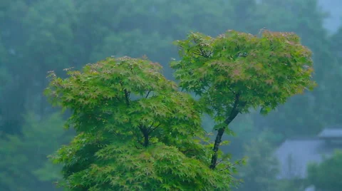 Storm wind blowing tree. Stock Footage 41381242