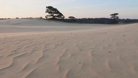 Storm wind over the sand dunes at sunrise Stock Footage 87707475