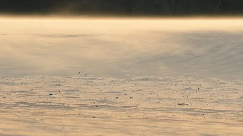 Storm wind over sand dunes at sunrise Stock Footage 99136840