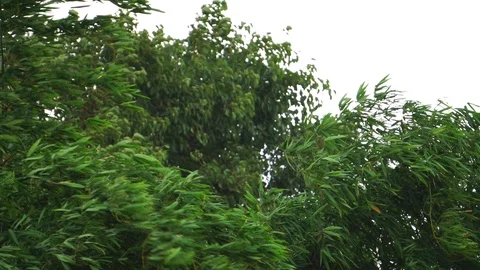 Storm wind Shaking bamboo Tree Stock Footage 110514775