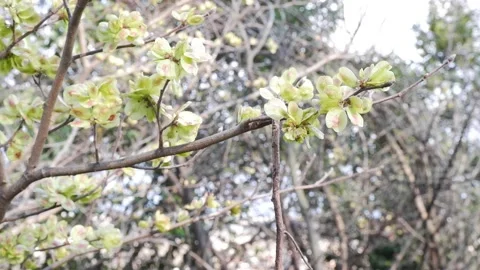 Storm wind Shaking Maple Tree Stock-Footage 173470203