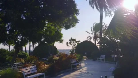 Storm wind sways the palm branches and sun's rays penetrate through them Stock Footage 323954813