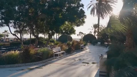 Storm wind sways the palm branches and sun's rays penetrate through them Stock Footage 323962706