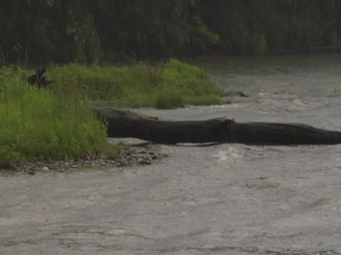 Storm Wind Waves Lake River Flooding Rain Weather Hurricane (3) 動画素材 7765381